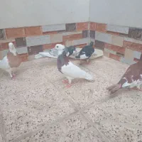 میزعسلی،دمسفید،طوقی،یهودی|مبلمان خانگی و میز عسلی|مشهد, موعود|دیوار