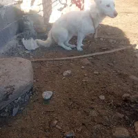 سگ ماده پاکوتاه|سگ|قوچان, |دیوار