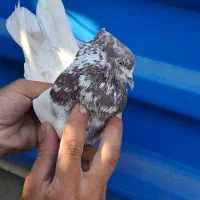 کبوتر  کفتر خال قدیم