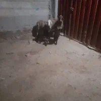 ی جفت میش و بره 8دندون