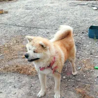 سگ آکیتا|سگ|مشکیندشت, |دیوار