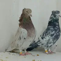 کفترپرشی|پرنده|قشم, |دیوار