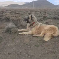 سگ قهدریجانی سر و کله دار درشت