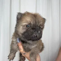 واگذاری توله چاو چاو|سگ|پاکدشت, پاکدشت (مامازند)|دیوار