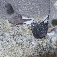 جفت هفترنگ دمسفید|پرنده|گلبهار, شهر جدید گلبهار|دیوار