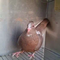 نر و ماده قهوه ای