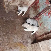 سلام توله سگ سرابی 3ماهه