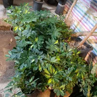 یوکا .شفلرا.خرفه ای.|گل و گیاه طبیعی|مشهد, کوی المهدی|دیوار