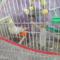 نرو ماده عروس