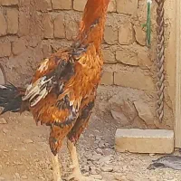 لاری|حیوانات مزرعه|نورآباد, |دیوار