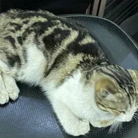 بچه گربه واگذاری|گربه|فردیس, شهرک شهید حسینی|دیوار