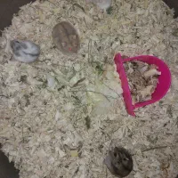 همستر کمپل و سوری