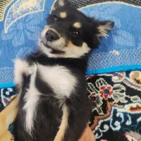 سگ پا کوتاه میکس پامر روباهی و ژرمن|سگ|شیراز, جرسقان|دیوار