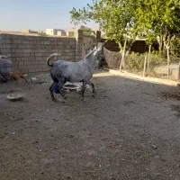 مادیان نیله