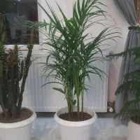 گل طبیعی اریکا بزرگ سرحال پر