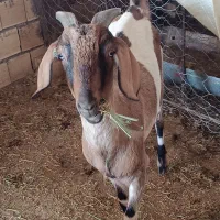 فروش میش چینی قندوزی وبز صلاله آهویی|حیوانات مزرعه|راور, |دیوار