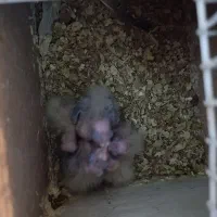 عروس هلندی مفت ببر|پرنده|مشهد, سجادیه|دیوار