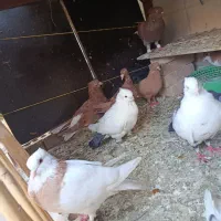 کبوتر