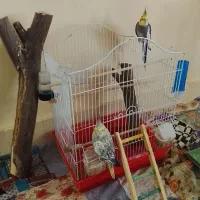 عروس هلندی|پرنده|کازرون, |دیوار
