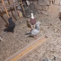 کبوددمسفید ماده|پرنده|قزوین, |دیوار