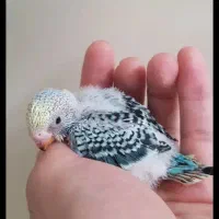 جوجه مرغ عشق|پرنده|تهران, هفت چنار|دیوار