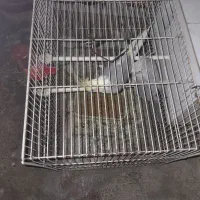 عروس هلندی|پرنده|زیرکوه, |دیوار