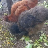 فروش مرغ خروس ابریشمی|حیوانات مزرعه|قم, زنبیل آباد|دیوار