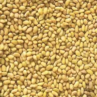 بذر یونجه