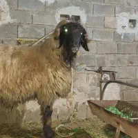 نرمیش همه چی ب شرط