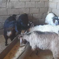 بزغاله چاق دان خور