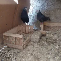 کبوتر کله ماستی|پرنده|کهریزک, |دیوار