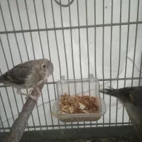 جوجه سهره قناری