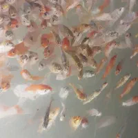 ماهی کوی ۲ بند تا ۴ بند مخلوط|ماهی|اسلامشهر, چیچکلو|دیوار