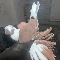 کبوتر پرنده