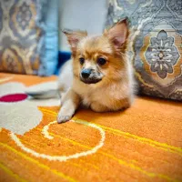 سگ پامرانین روباهی ماده واکسن خوردع شناسنامه دار