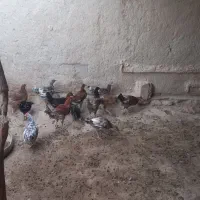 جوجه محلی چاق|حیوانات مزرعه|قرقری, |دیوار