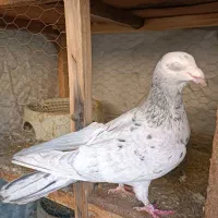 کبوتر سارموشی