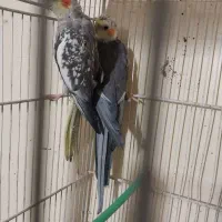 عروس هلندی سیامون و گل باقالی