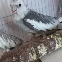 جفت عروس هلندی|پرنده|گرمسار, |دیوار