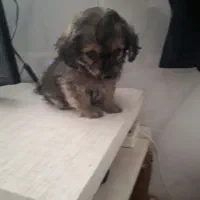 توله سگ دوماه پامرین شیتزو|سگ|نسیمشهر, |دیوار