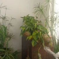 گل نخل مرداب وپتوس|گل و گیاه طبیعی|سبزوار, جوادیه غربی|دیوار