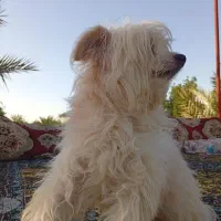 سگ پاکوتاه شیتزو