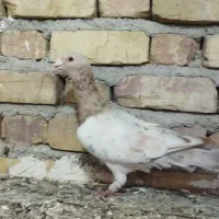 کفتر پرنده|پرنده|قزوین, |دیوار