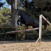 تعدادی مادیون وارداتی و ورزشی