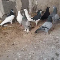 کبوتر (خرامه)|پرنده|شیراز, سعدیه شمالی|دیوار