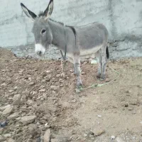 خر نر گوسفندی|حیوانات مزرعه|شیروان (خراسان), |دیوار