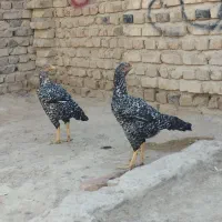 مرغ و خروس|حیوانات مزرعه|خاش, |دیوار