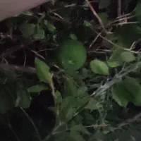 منزل اجاره ایی خیابان عبدالهی انتهای کوچه حسین زهی|اجارهٔ خانه و ویلا|سراوان, |دیوار