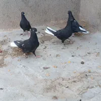 جوانه