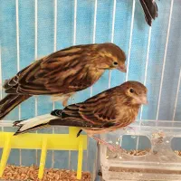 قناری اوپال درجه یک